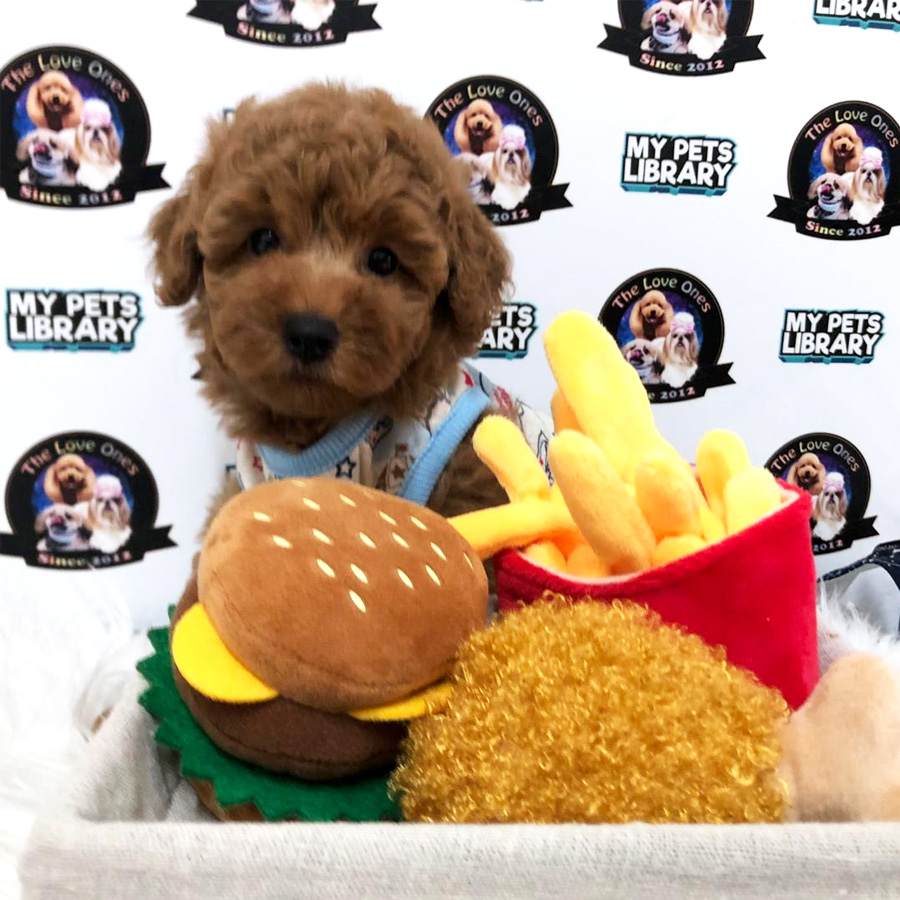 Super Red Tiny Toy Poodle Puppy For Sale