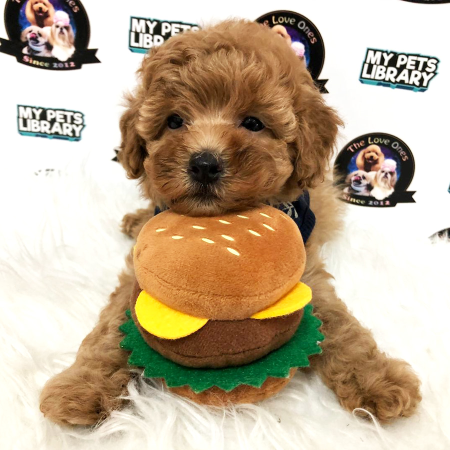 Tiny Toy Poodle Puppy For Sale