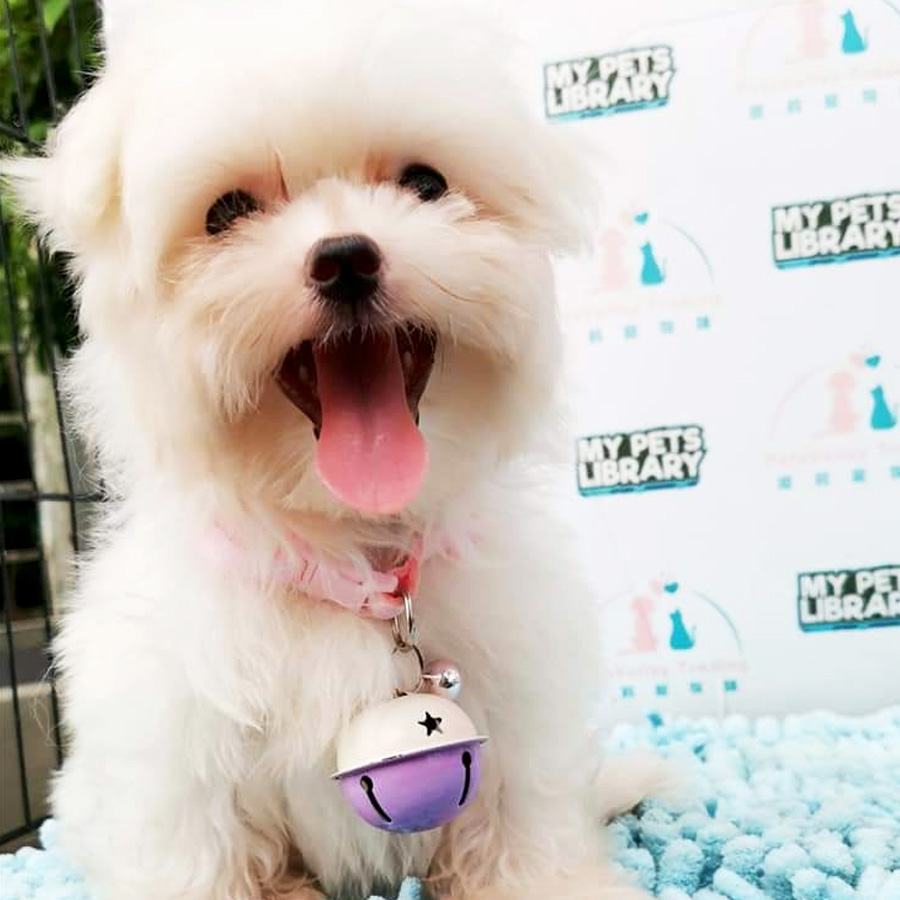 Tiny Maltese Puppy For Sale (Female)