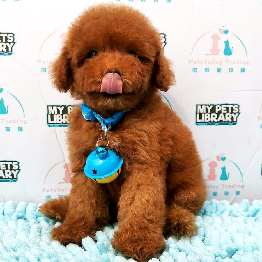 Super Red Toy Poodle Puppy For Sale (Male)