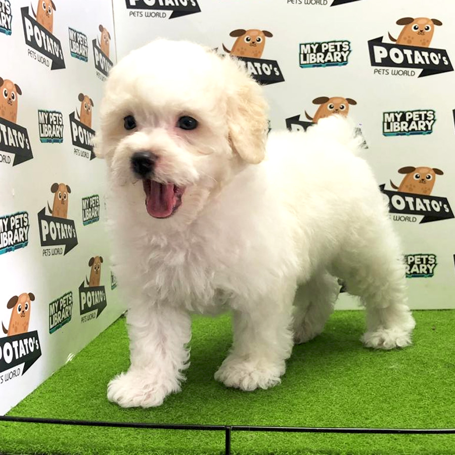 Tiny Toy Poodle Puppy For Sale (Male)
