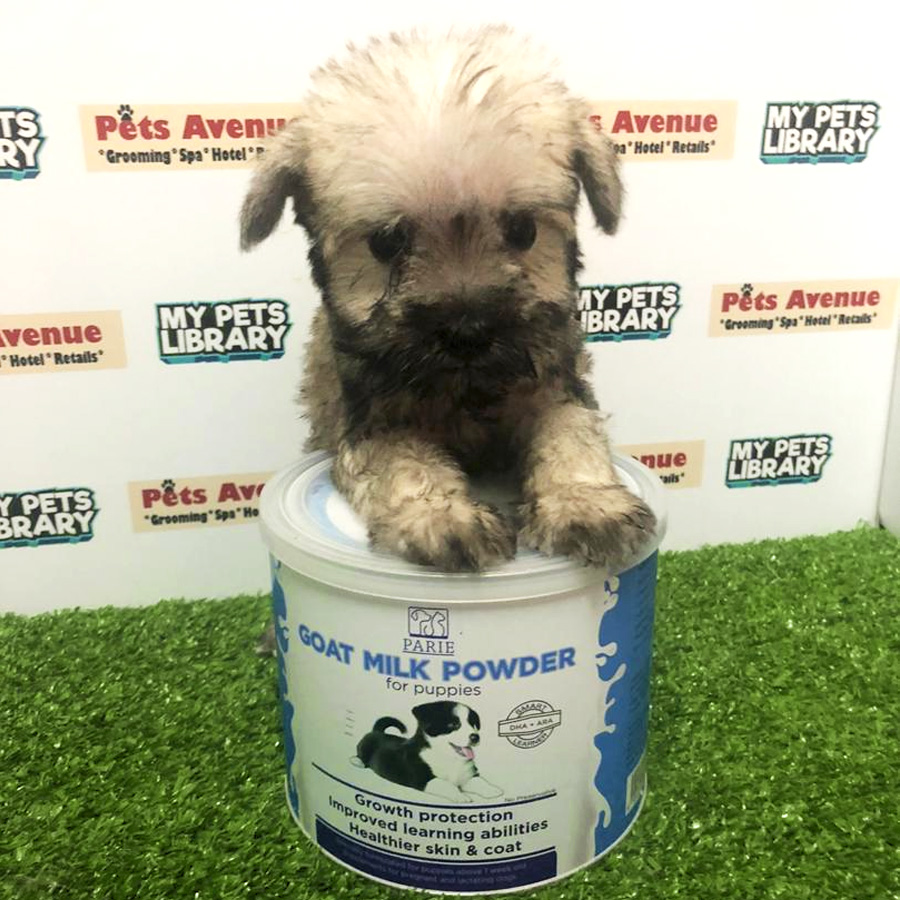 Miniature Schnauzer Puppy For Sale