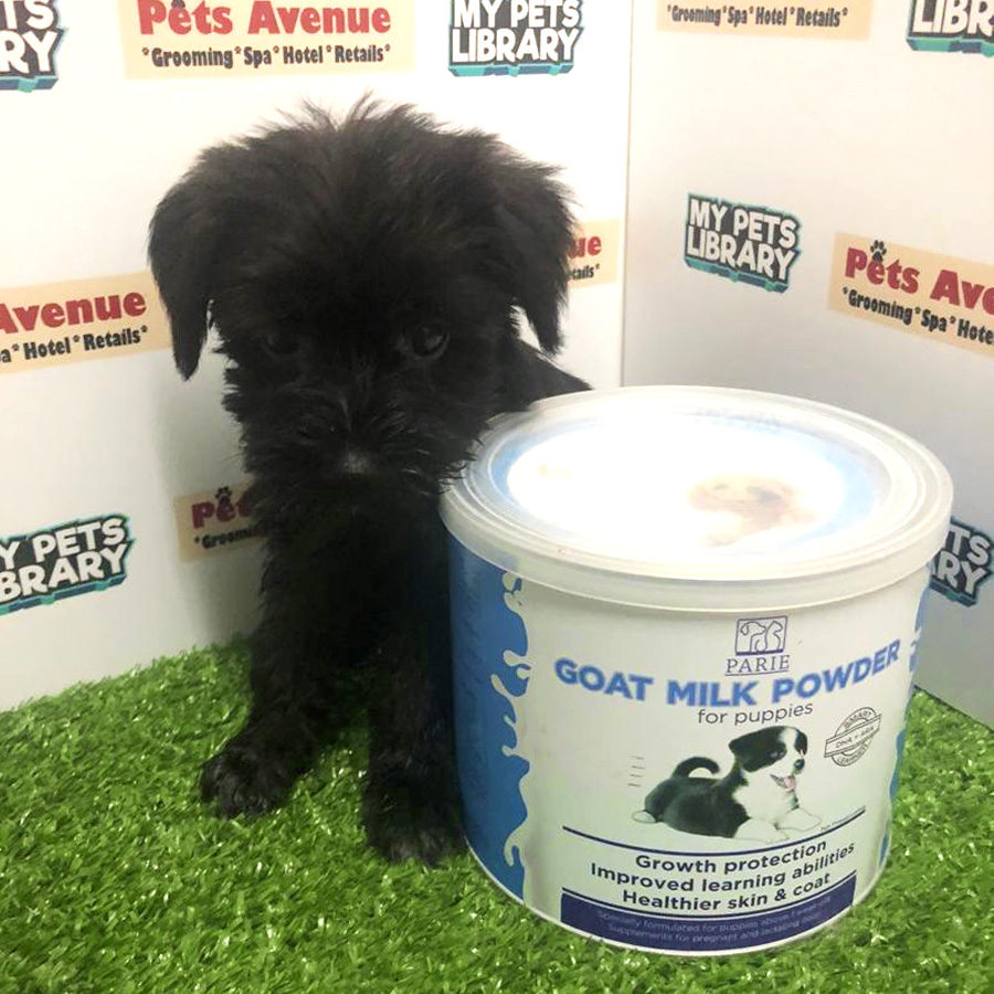 Miniature Schnauzer Puppy For Sale (Female)