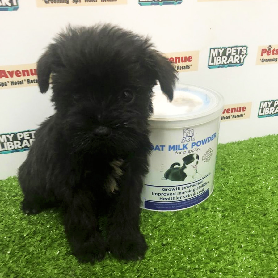 Miniature Schnauzer Puppy For Sale (Female)