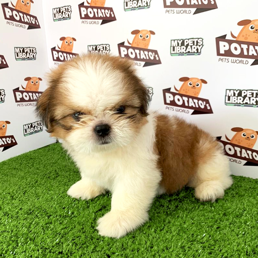Shih Tzu Puppy (Male) For Sale