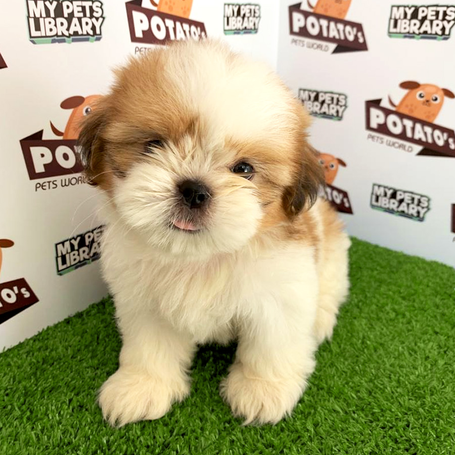 Shih Tzu Puppy (Female) For Sale