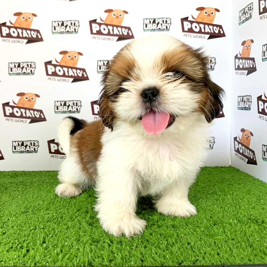 Shih Tzu Puppy (Male) For Sale
