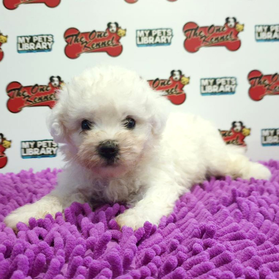 Bichon Frise Puppy For Sale