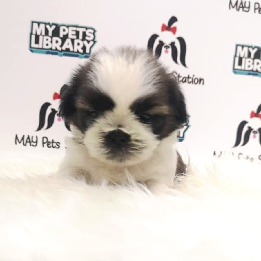 Shih Tzu Puppy (Female) For Sale