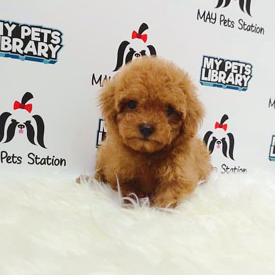 Tiny Toy Poodle Puppy For Sale (Female)