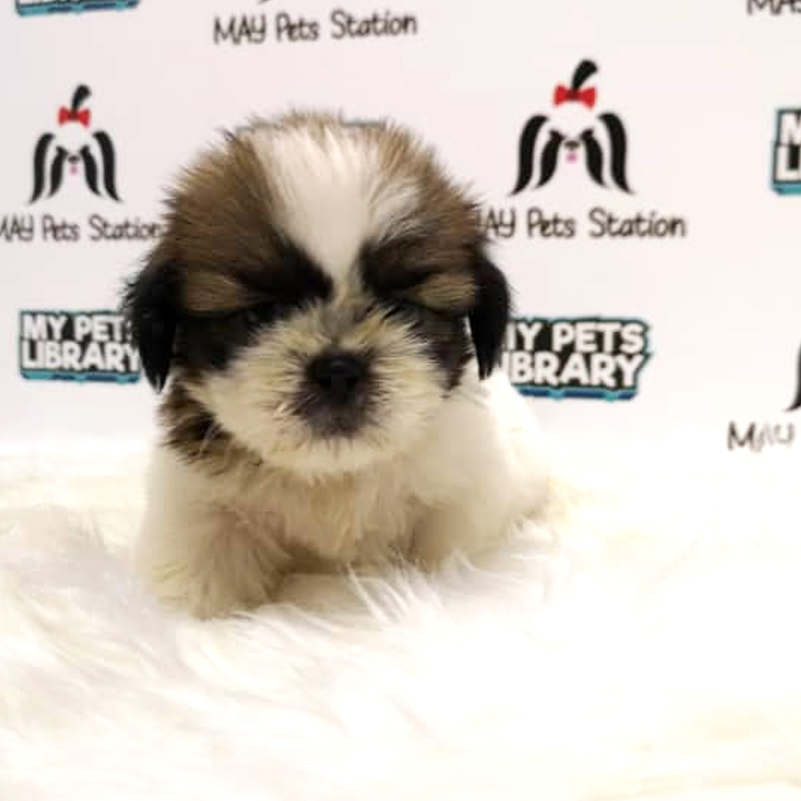 Shih Tzu Puppy (Female) For Sale