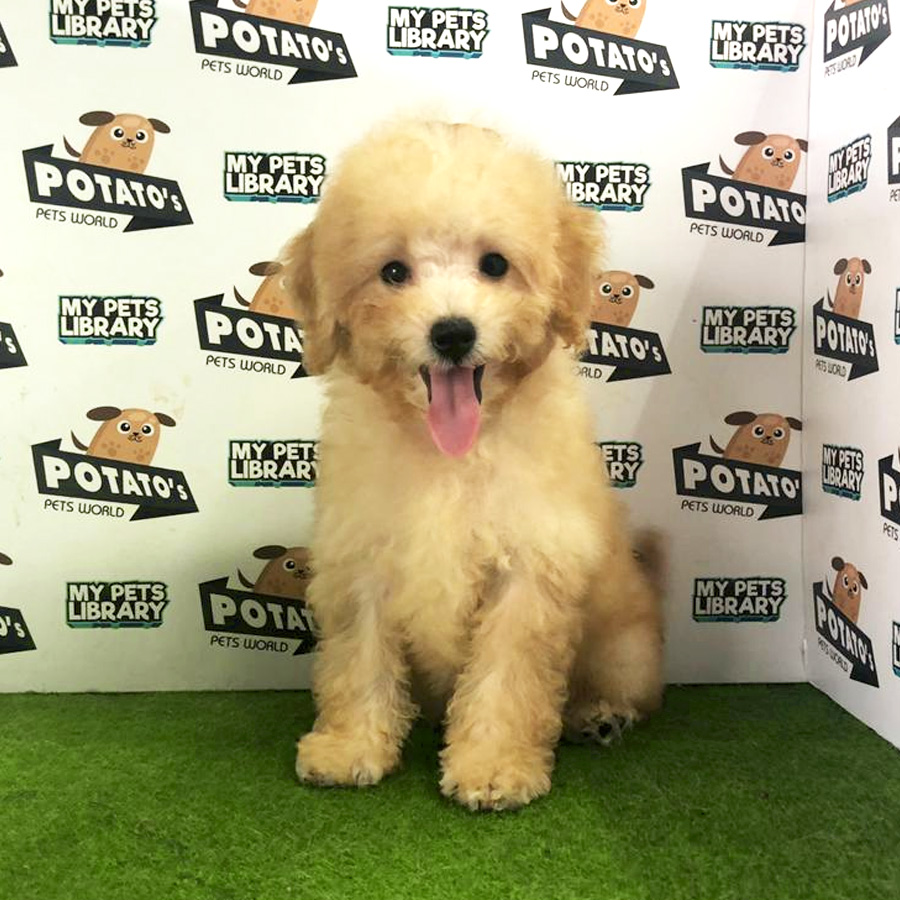 Toy Poodle Puppy For Sale (Female)