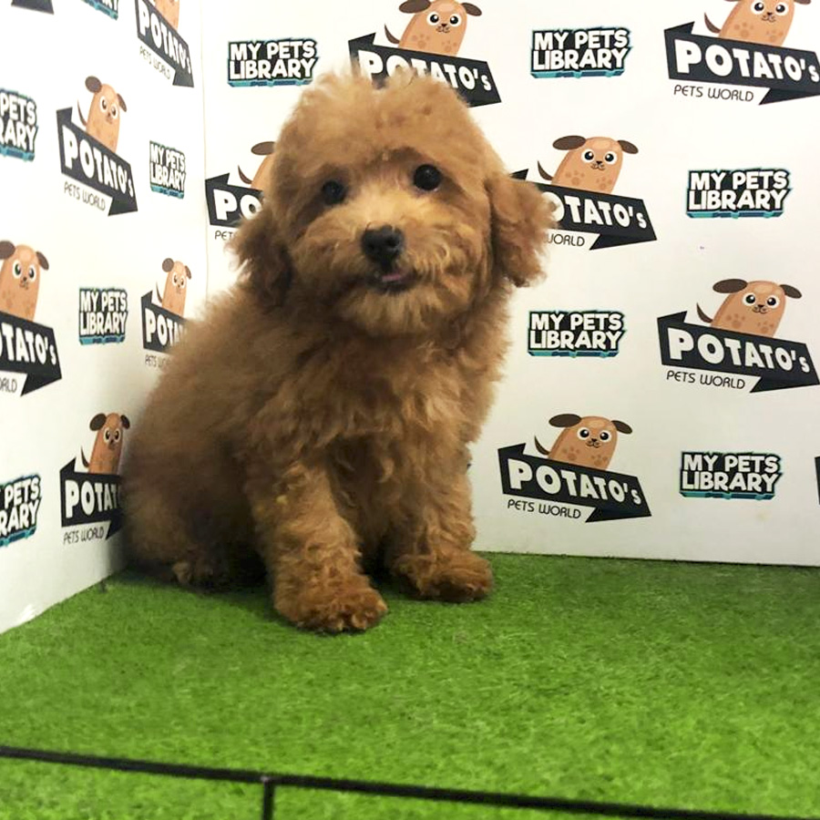 Toy Poodle Puppy For Sale