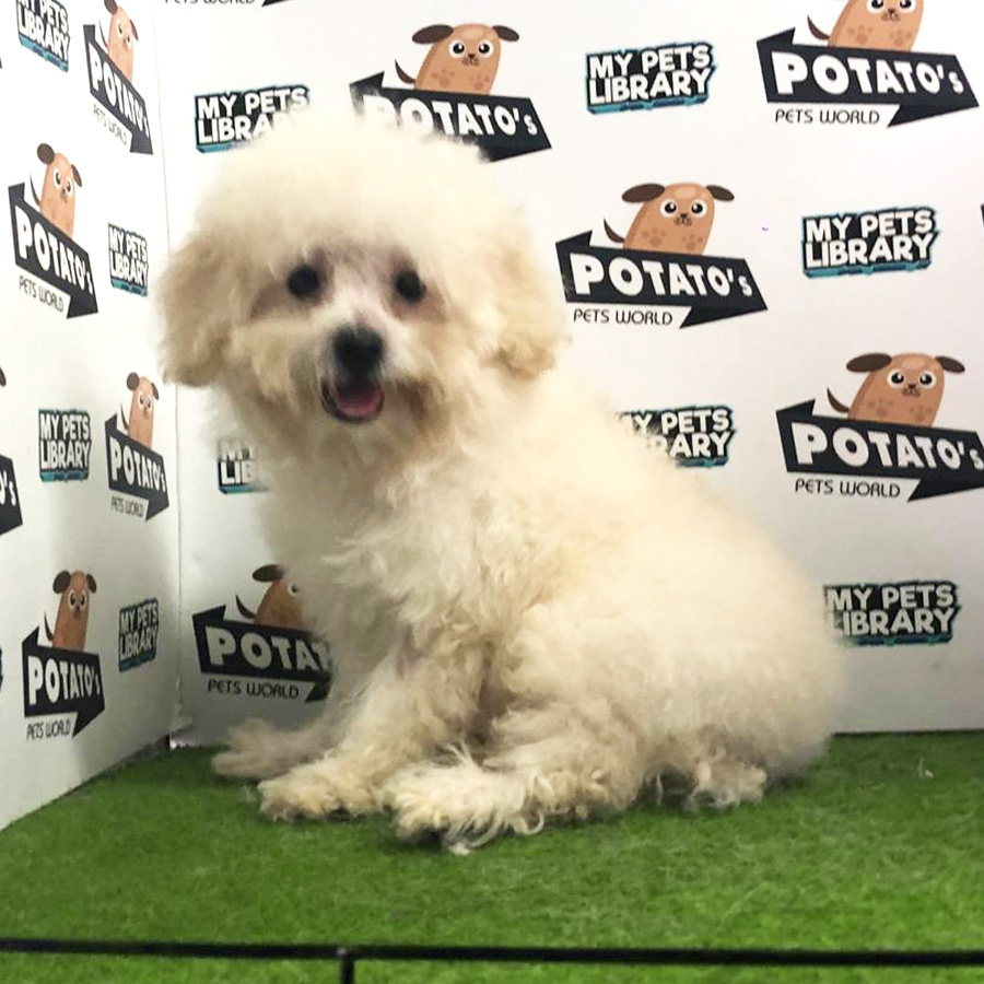 Toy Poodle Puppy For Sale (Male)