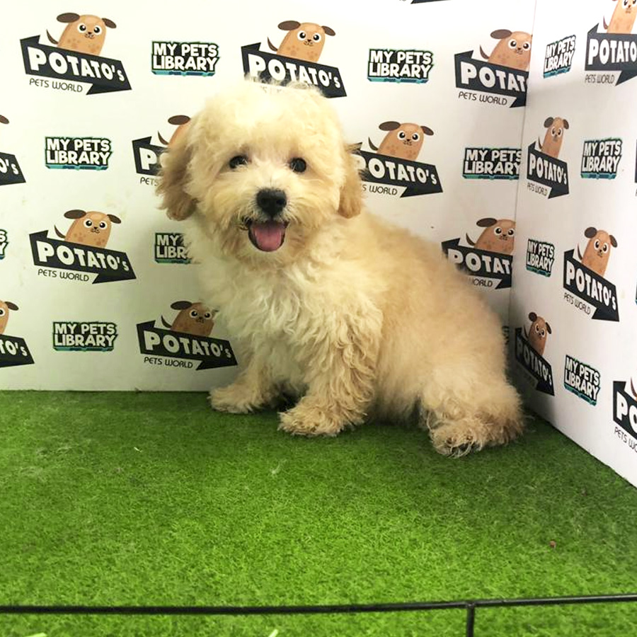 Toy Poodle Puppy For Sale (Male)