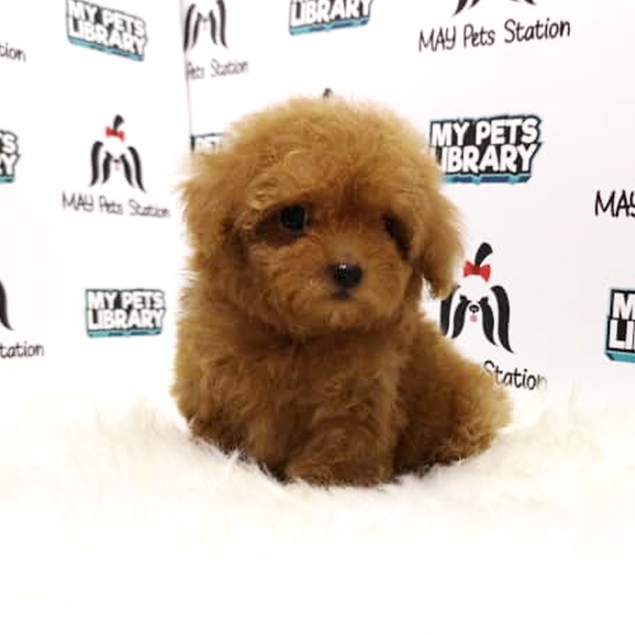 Tiny Toy Poodle Puppy For Sale (Female)