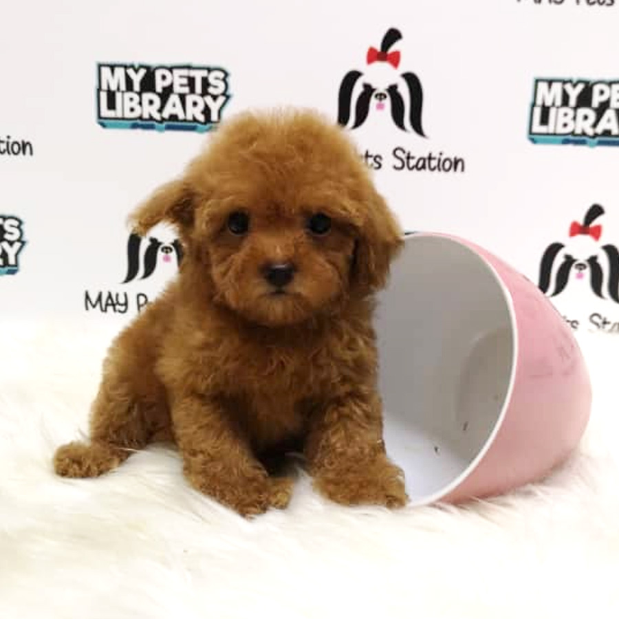 Tiny Toy Poodle Puppy For Sale (Female)