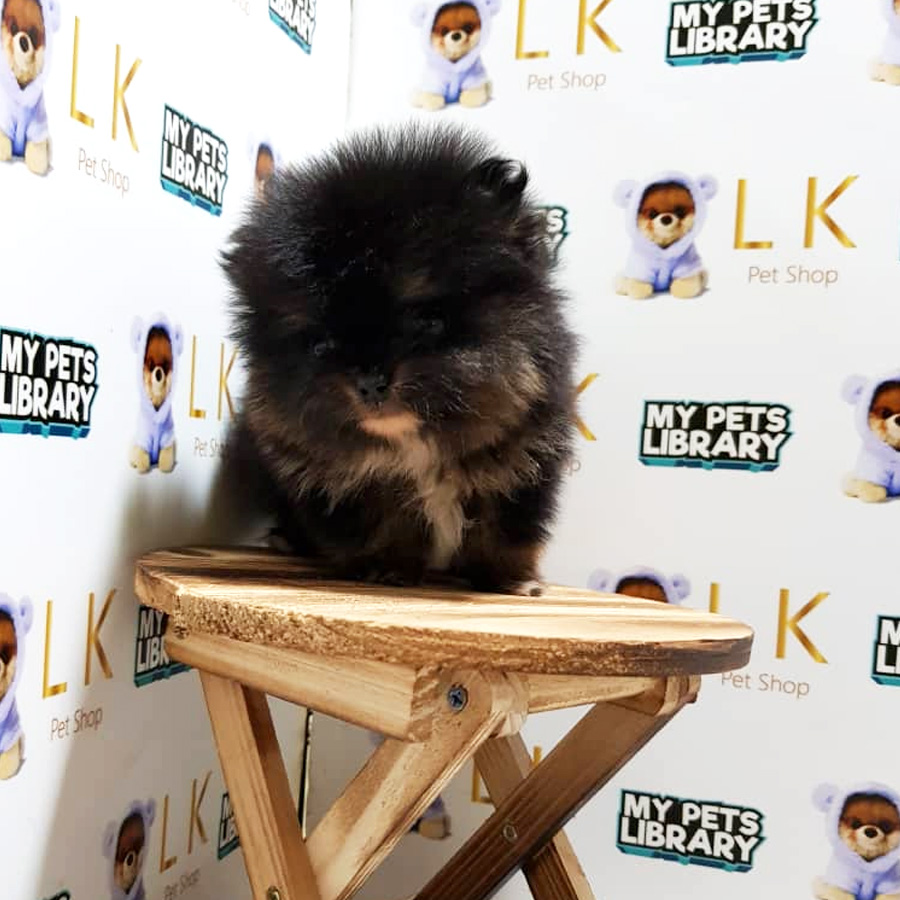 Teacup Pomeranian Puppy For Sale