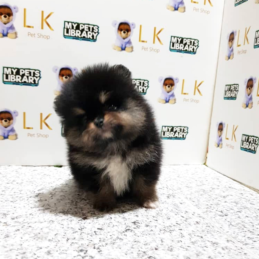 Pomeranian Puppy For Sale (Female)