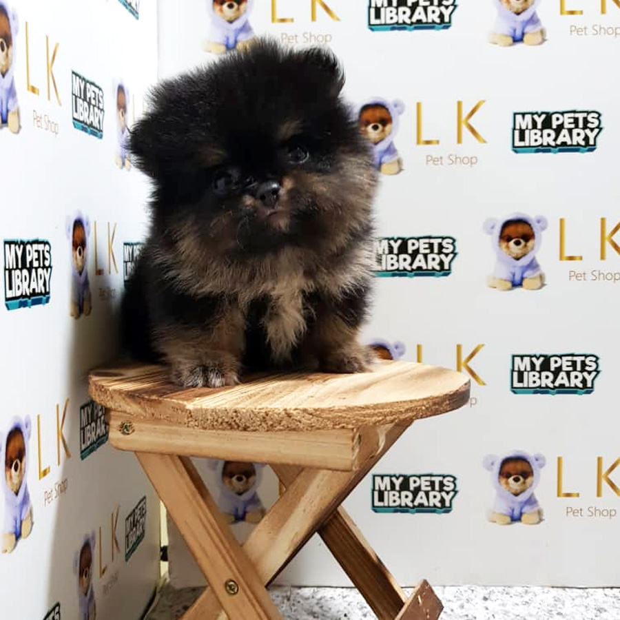 Pomeranian Puppy For Sale (Female)
