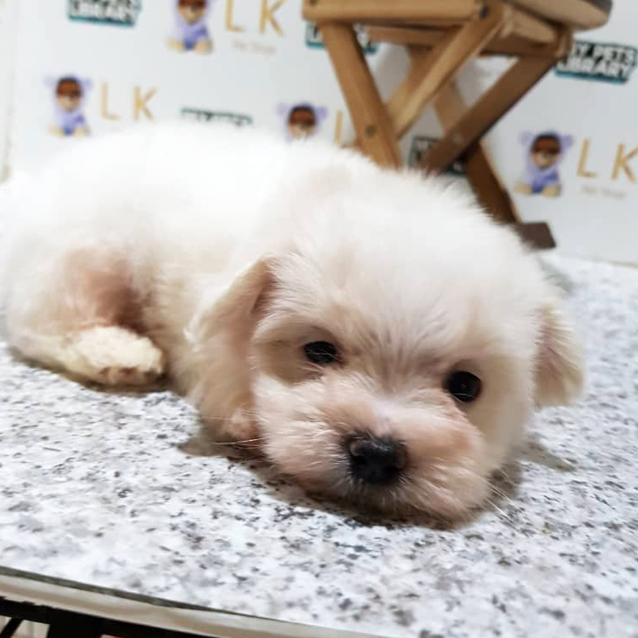 Toy Poodle Puppy For Sale (Male)