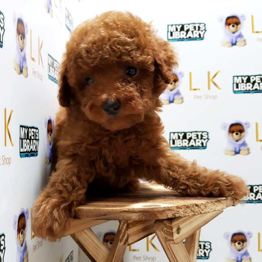 Toy Poodle Puppy For Sale (Male)
