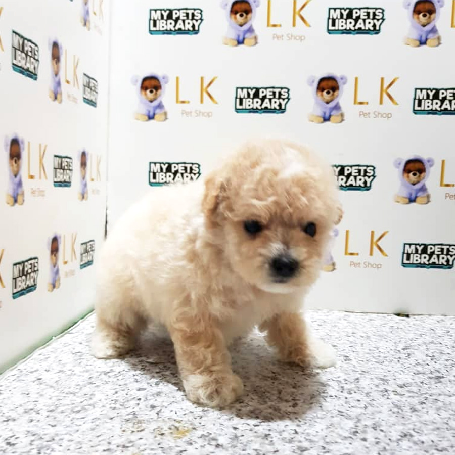 Toy Poodle Puppy For Sale (Male)