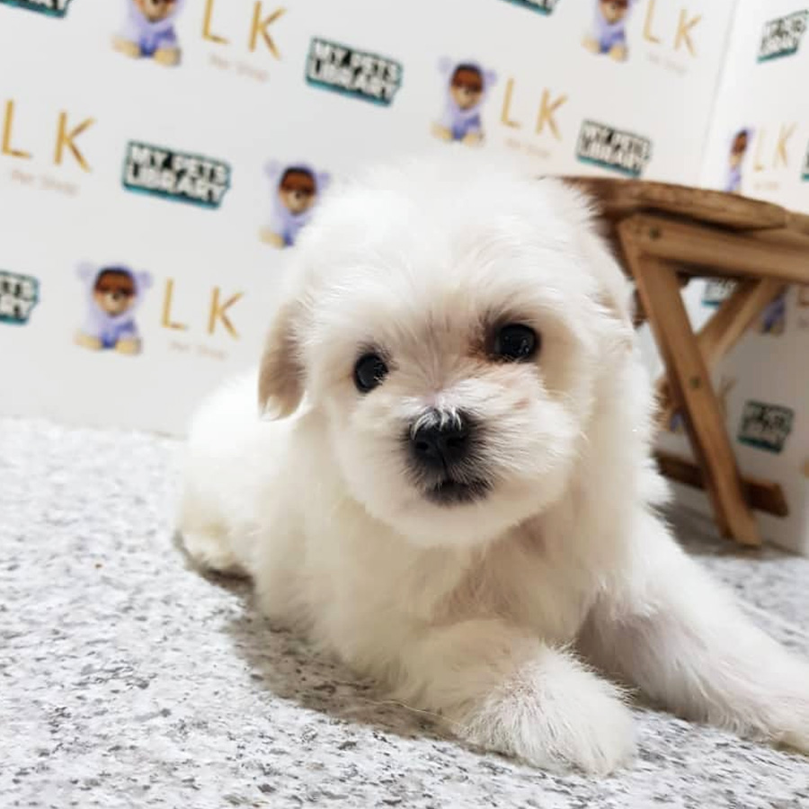 Toy Poodle Puppy For Sale (Female)