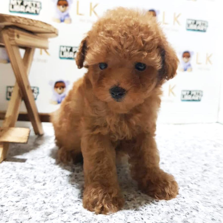Toy Poodle Puppy For Sale (Male)