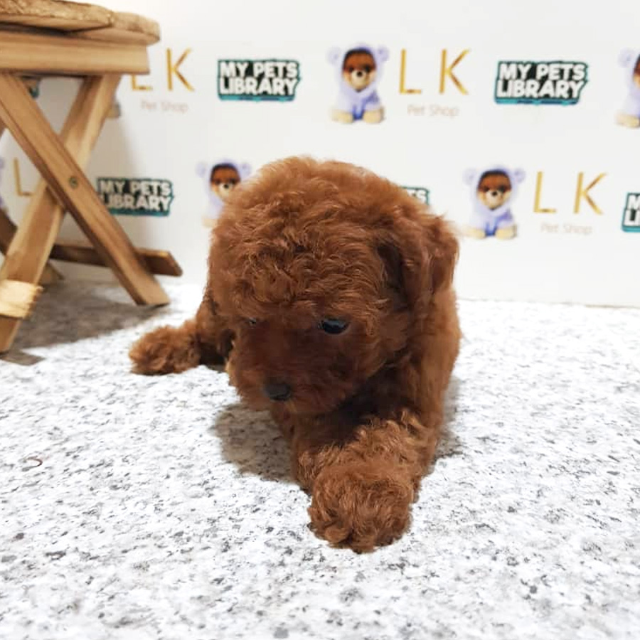 Tiny Poodle Puppy For Sale