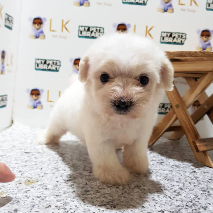 Toy Poodle Puppy For Sale (Male)