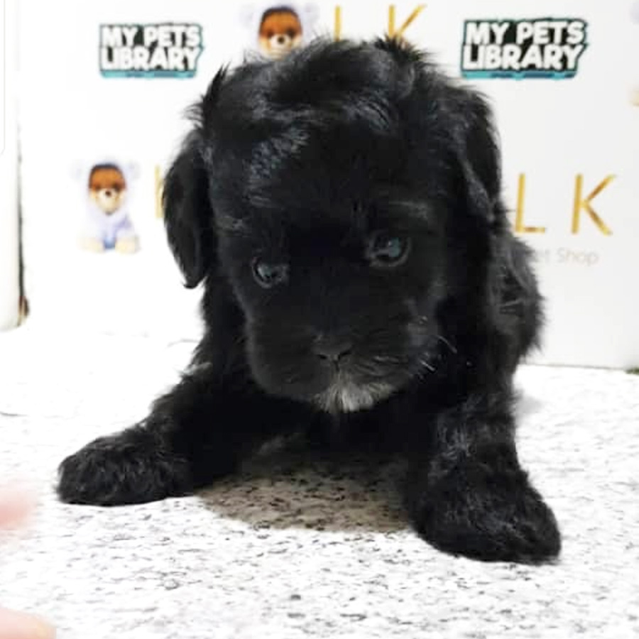Toy Poodle Puppy For Sale (Male)