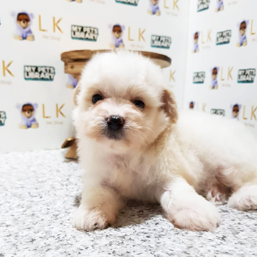 Toy Poodle Puppy For Sale (Female)