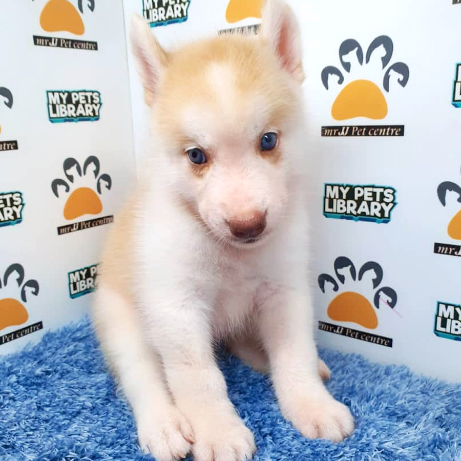 Siberian Husky For Sale (Male)
