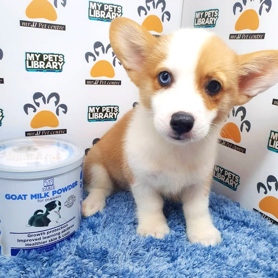 Welsh Corgi Puppy For Sale