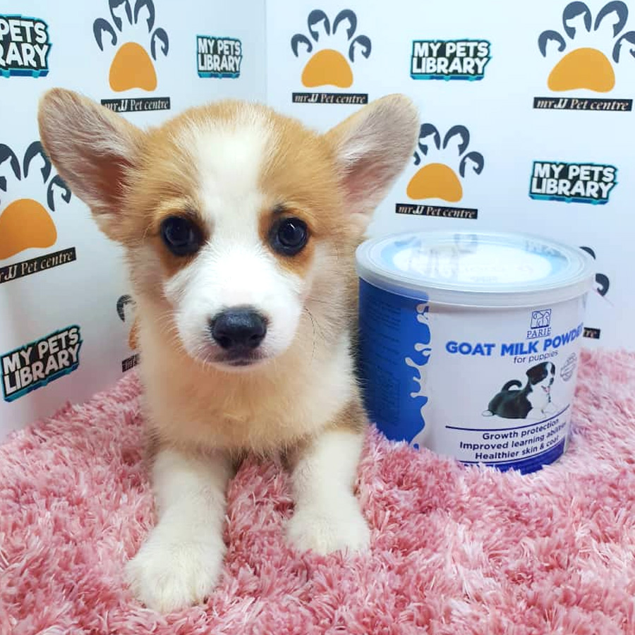 Welsh Corgi Puppy For Sale (Female)