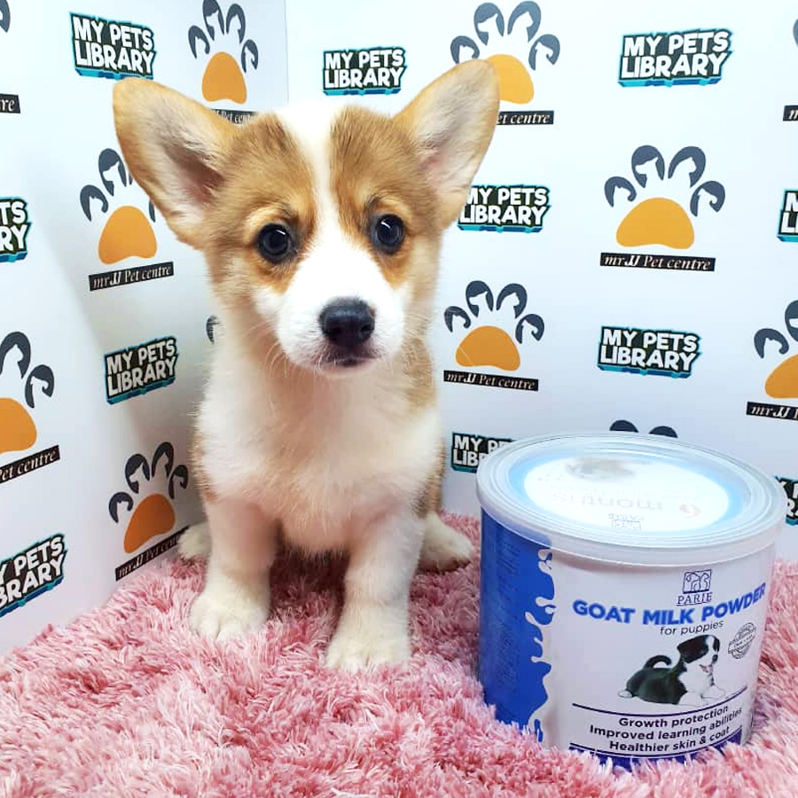 Welsh Corgi Puppy For Sale (Female)