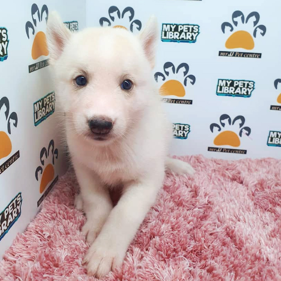Siberian Husky Puppy For Sale