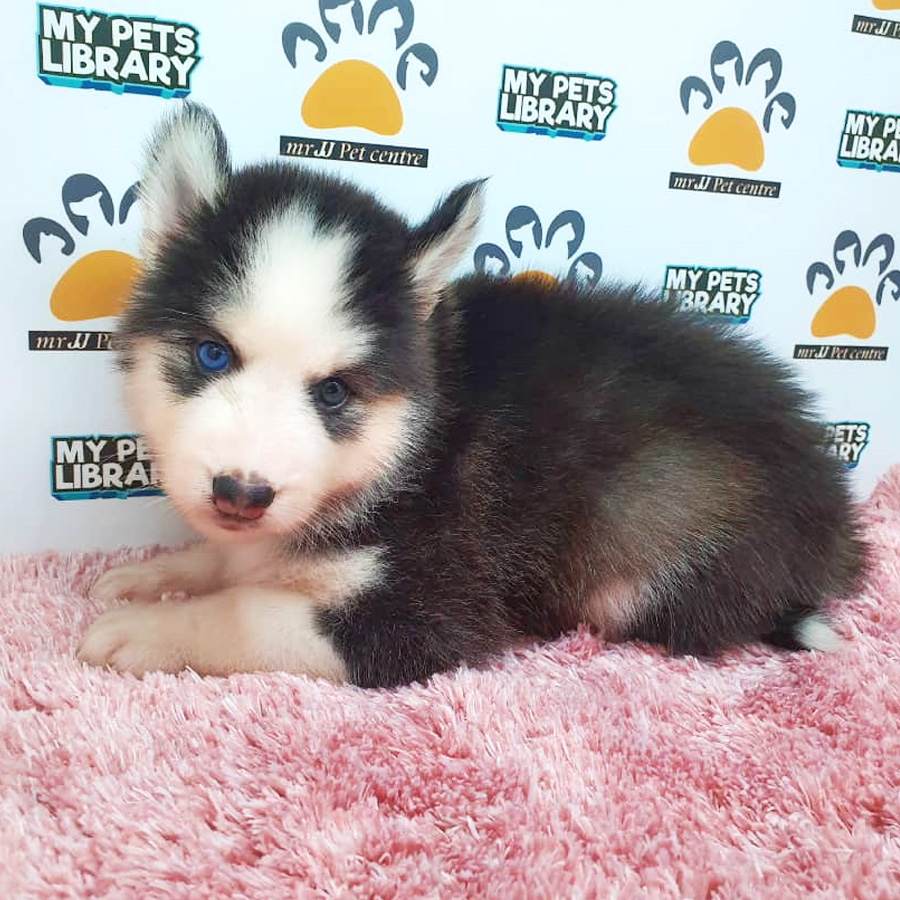 Siberian Husky Puppy For Sale