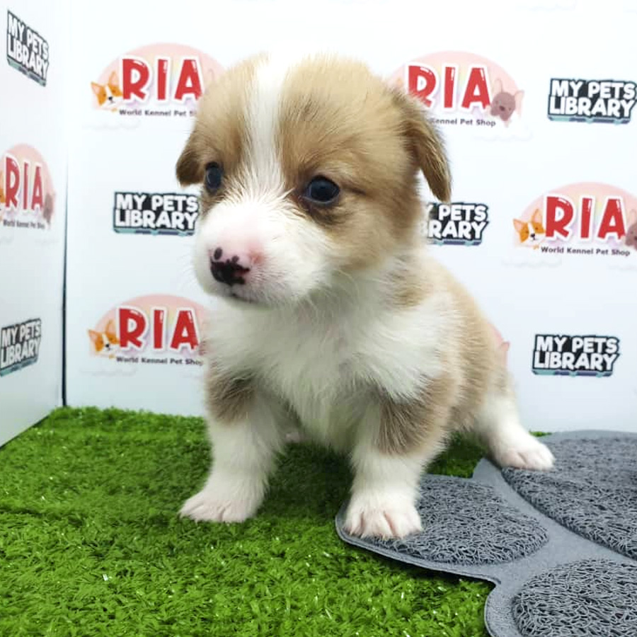 MKA Welsh Corgi Puppy For Sale