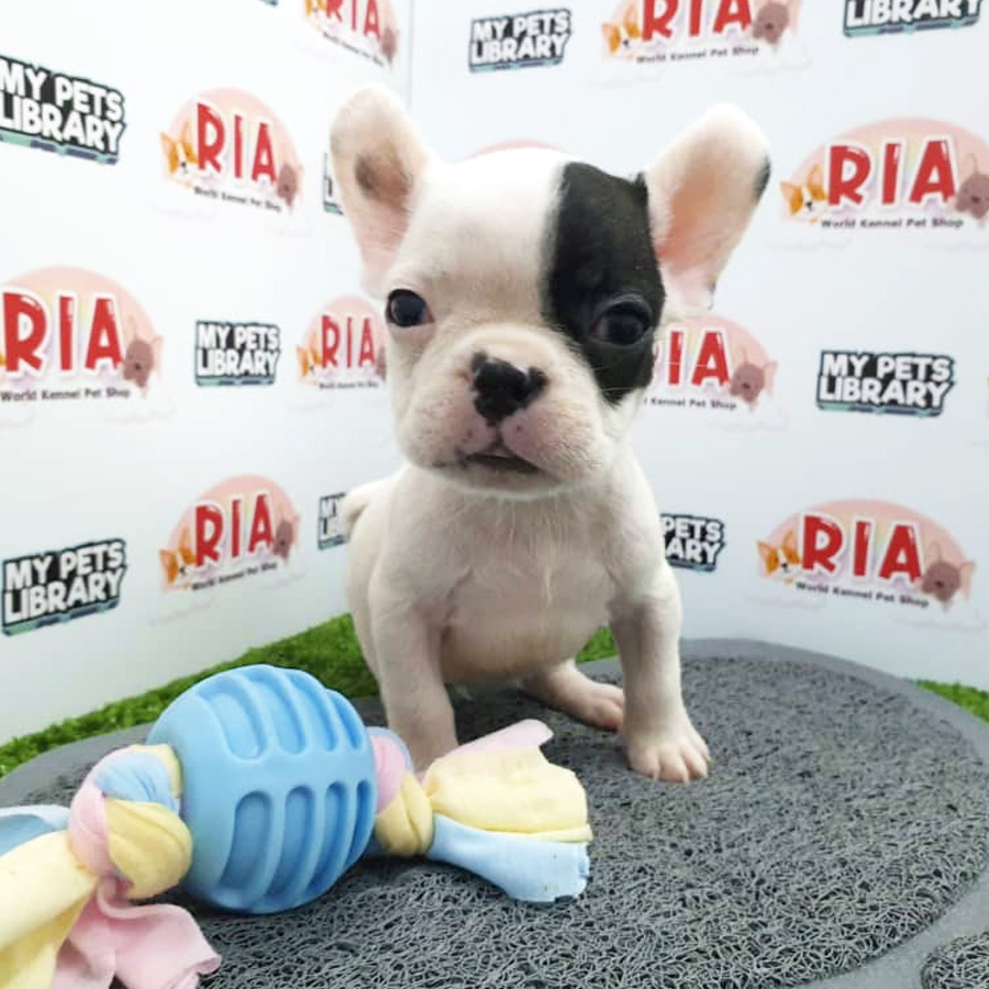 MKA French Bulldog Puppy For Sale