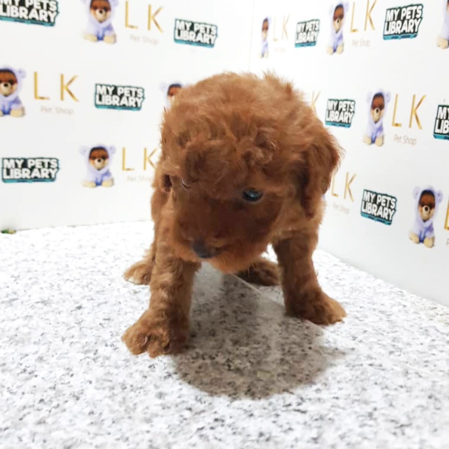 Toy Poodle Puppy For Sale (Female)