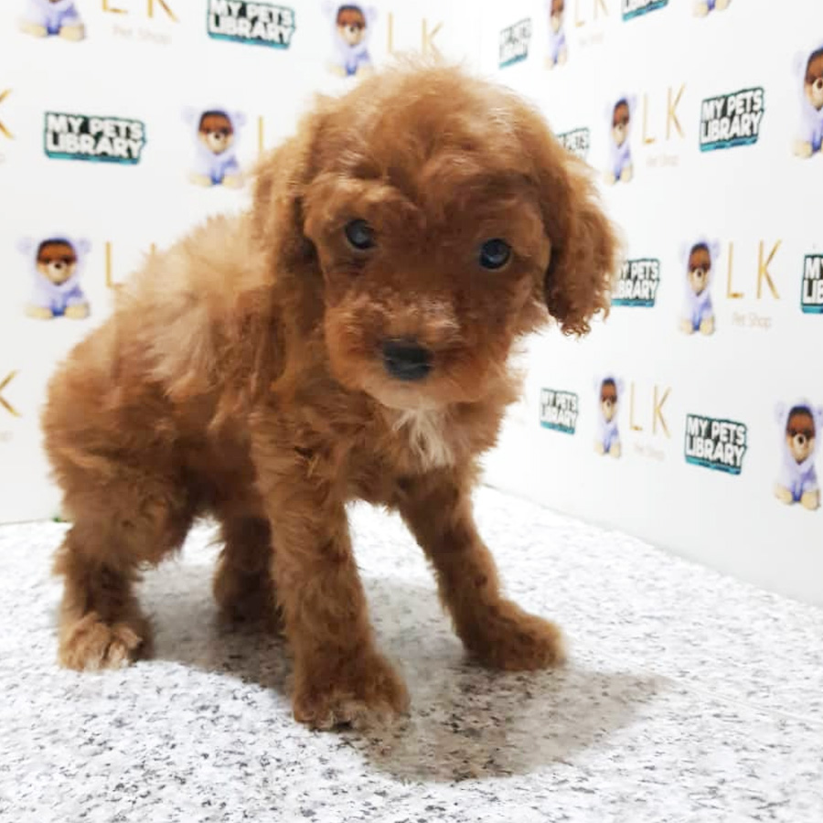 Toy Poodle Puppy For Sale (Female)