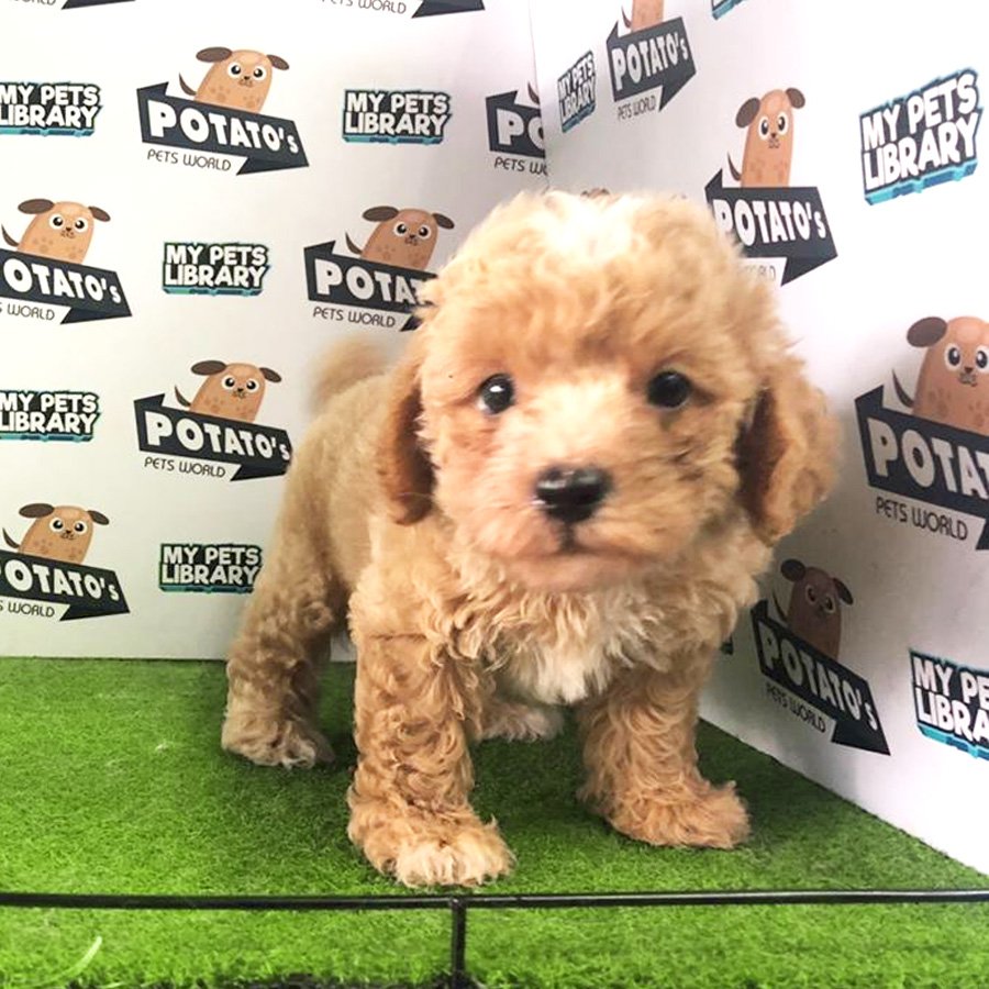 Tiny Toy Poodle Puppy For Sale (Female)
