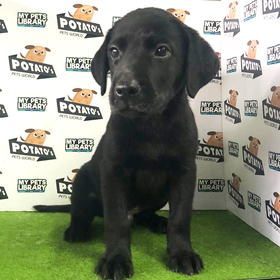 Labrador Puppy For Sale (Male)