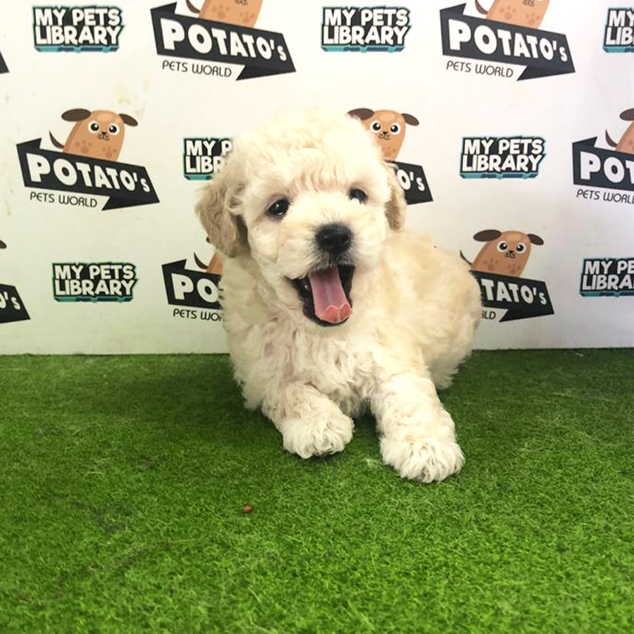 Cream Toy Poodle For Sale