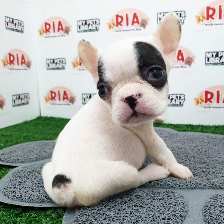 MKA French Bulldog Puppy For Sale