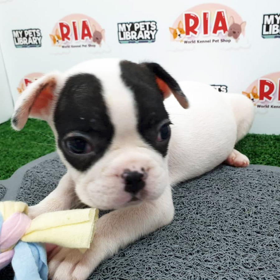 MKA French Bulldog Puppy For Sale