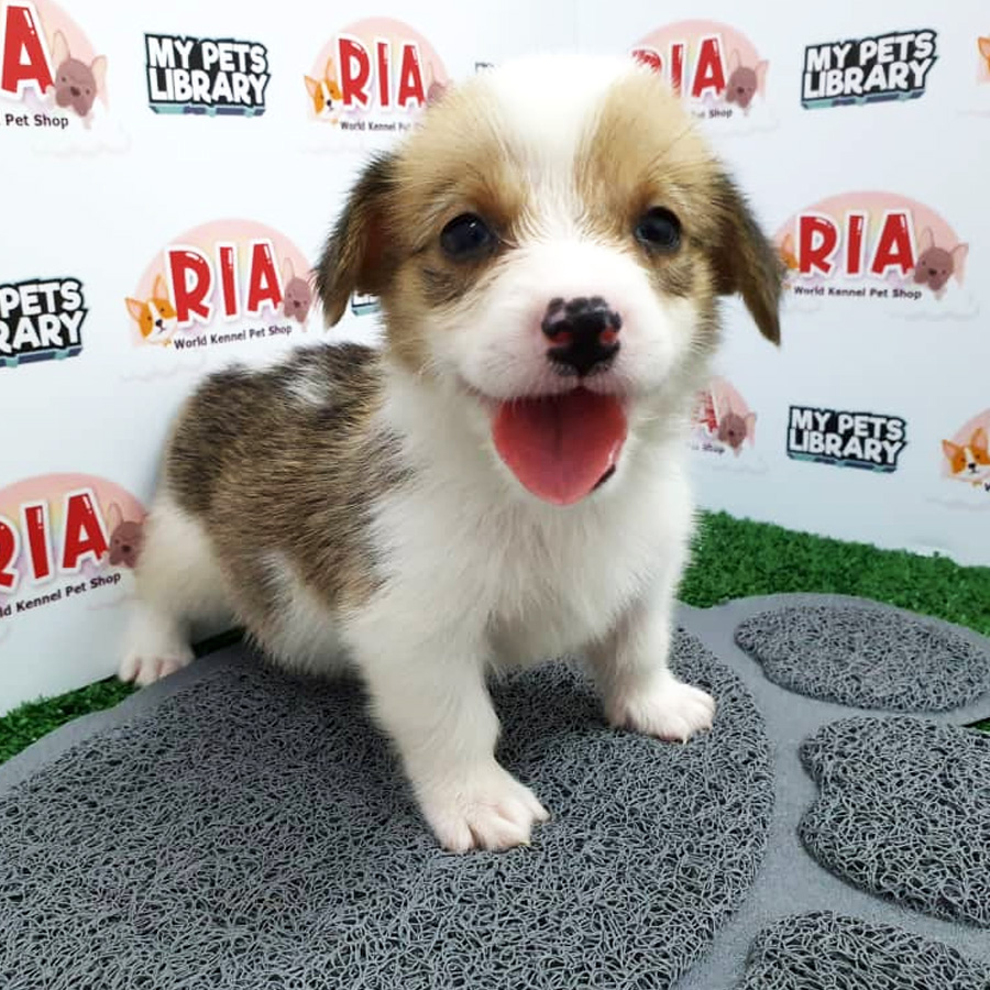 MKA Welsh Corgi Puppy For Sale