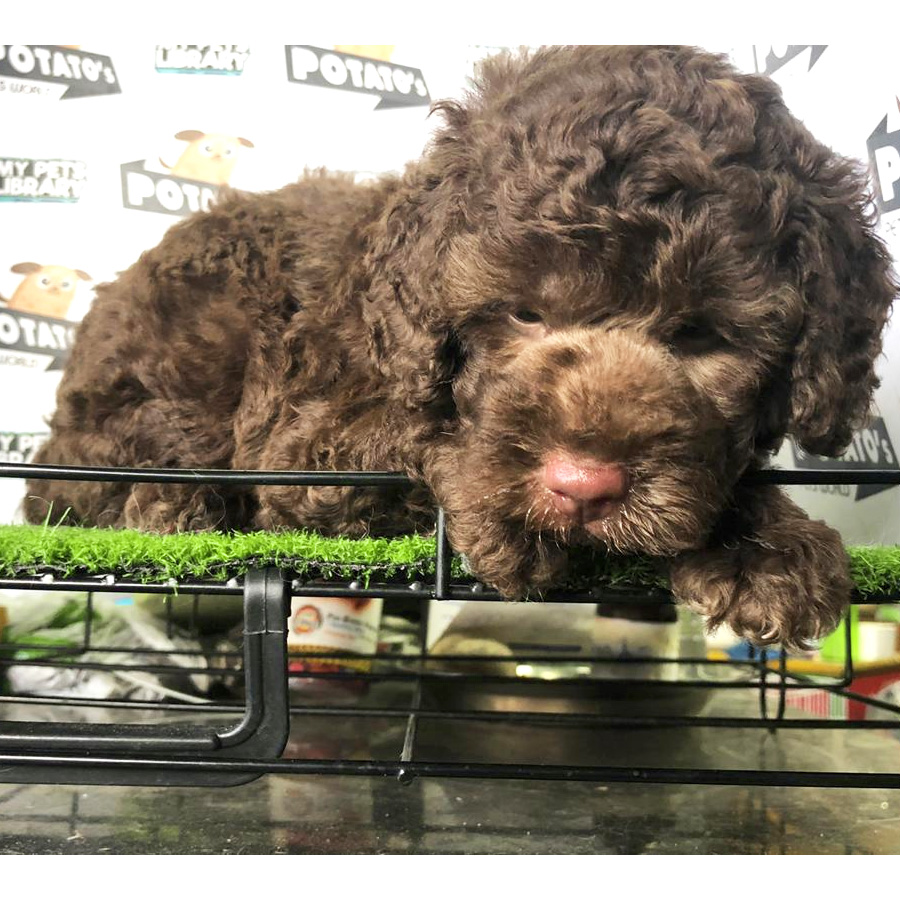 Cola Toy Poodle Puppy For Sale